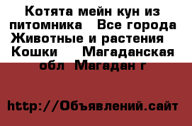 Котята мейн-кун из питомника - Все города Животные и растения » Кошки   . Магаданская обл.,Магадан г.